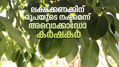 അവൊക്കാഡോ പഴങ്ങള് വീട്ടുമുറ്റത്ത് കുന്നുകൂടുന്നു, വില്പ്പനയ്ക്കെത്തിക്കാന് മാര്ഗമില്ലെന്ന് കര്ഷകര്