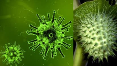 കൊവിഡ് 19; ഉമ്മത്തിന്‍കായ ഒറ്റമൂലിയോ ? സത്യം ഇതാണ്...