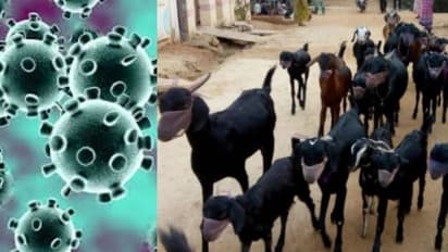 മുൻകരുതൽ; അമേരിക്കയിൽ കടുവയ്ക്ക് കൊവിഡ് സ്ഥിരീകരിച്ചതിന് പിന്നാലെ ആടുകളെ മാസ്ക് ധരിപ്പിച്ച് ഉടമ