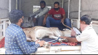 জঙ্গল থেকে বেরোতেই বিপদ, কুকুরের তাড়া খেয়ে খাল পড়ল হরিণ