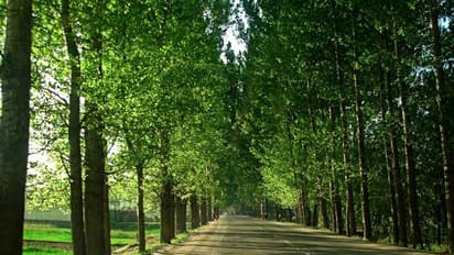 গাছ থেকেও ছড়াচ্ছে করোনা, কাশ্মীরে কাটা পড়ছে শ'য়ে শ'য়ে রুশ মহিলা পপলার