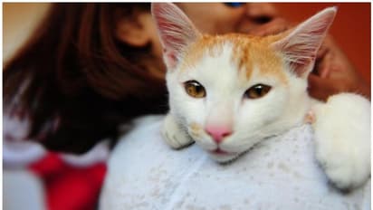 കാസര്കോട് കൊവിഡ് ആശുപത്രിയില്നിന്ന് പിടികൂടിയ 5 പൂച്ചകള് ചത്തു; ആശങ്ക