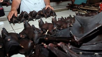 വൈറസുകള്‍ മനുഷ്യരിലേക്ക് എത്തിയതിന് കാരണം വന്യജീവികളുമായുള്ള ഇടപെടലെന്ന് ഗവേഷകര്‍