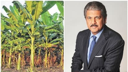 കൊവിഡ് കാലത്ത് വെന്റിലേറ്റര് മാത്രമല്ല, വാഴക്കര്ഷകര്ക്കും മഹീന്ദ്ര കൈത്താങ്ങാവും