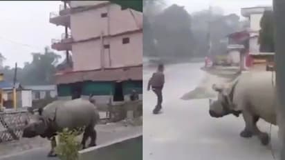 'നാടുകാണാൻ ഇറങ്ങിയതാ..'; തെരുവ് കീഴടക്കി കാണ്ടാമൃ​ഗം, ഓടി രക്ഷപെട്ട് യുവാവ്, വീഡിയോ വൈറൽ