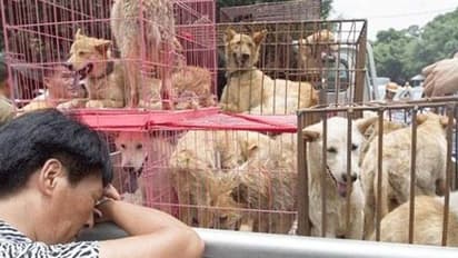 'പട്ടിയിറച്ചി ഇനി കിട്ടില്ല'; ഇറച്ചിക്കായി വളര്‍ത്താവുന്ന മൃഗങ്ങളുടെ പട്ടിക പുറത്തു വിട്ട് ചൈനീസ് സര്‍ക്കാര്‍