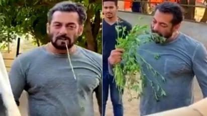 గడ్డి తిన్న సల్మాన్ ఖాన్.. మరీ ఇంత ప్రేమా..!