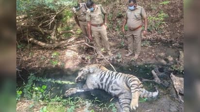 ஆனைமலையில் அதிர்ச்சி..! இரு புலிகள் மர்ம மரணம்..!