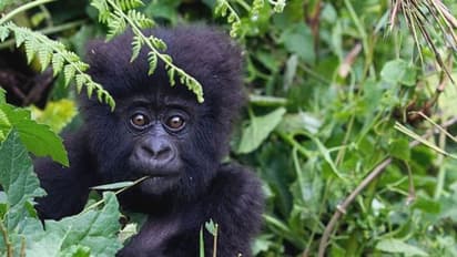 ആൾക്കുരങ്ങുകളെയും ബാധിക്കുമോ കൊറോണ, സംരക്ഷിത സ്ഥലങ്ങളിൽ കടുത്ത നിയന്ത്രണം