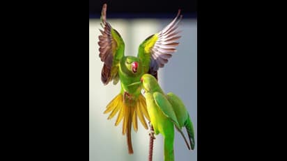 ലോക്ക്ഡൗണില്‍ ഒരു പ്രണയസല്ലാപം