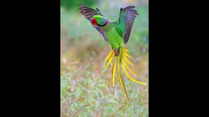 ಹೊರ ರಾಜ್ಯದಿಂದ ಗಿಳಿಗಳನ್ನು ತಂದು ಮಾರಾಟಕ್ಕೆ ಯತ್ನ: ನಾಲ್ವರ ಸೆರೆ