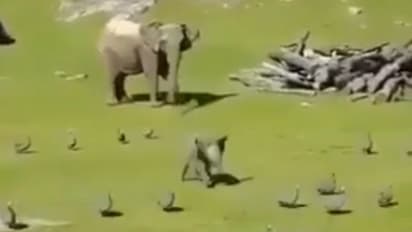 ഏറ്റവും വലിയ വേദനസംഹാരി; വീണിടത്തുനിന്ന് അമ്മയ്ക്കടുത്തേക്കോടുന്ന ആനക്കുട്ടിയെ സ്വീകരിച്ച് ട്വിറ്റര്