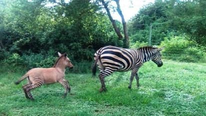 Meet zonkey, the super kid of zebra and donkey