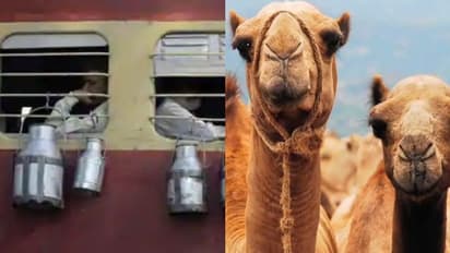 ഓട്ടിസം ബാധിച്ച മകന് പശുവിൽ പാൽ അലർജി; മോദിയെ ടാഗ് ചെയ്ത് അമ്മയുടെ ട്വീറ്റ്, ഒട്ടക പാൽ എത്തിച്ച് റെയിൽവേ