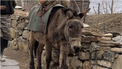 കഴുതപ്പുറത്ത് ഹിമാലയം വഴി ഇന്ത്യയിലേക്ക് കടത്താന് ശ്രമിച്ച ആയിരക്കണക്കിന് ലൈംഗിക കളിപ്പാട്ടങ്ങള് പിടികൂടി
