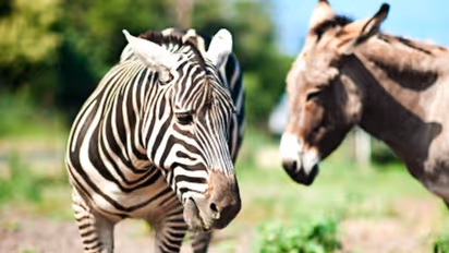 একটি গাধার সঙ্গম-সঙ্গিনী হল এক জেব্রা, জন্ম নিল আশ্চর্য জন্তু 'জঙ্কি'