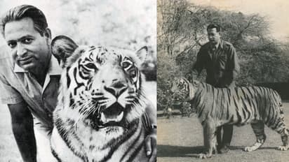 'ആ കടുവയുടെ തുറന്ന കണ്ണുകൾ കാലങ്ങളോളം എന്നെ വേട്ടയാടി'; ഇദ്ദേഹമെങ്ങനെയാണ് കടുവകൾക്ക് തോഴനായത് ?