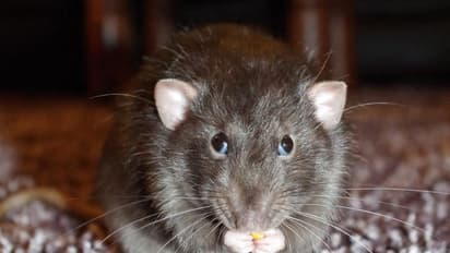 கொரோனாவை சுமந்து வரும் எலிகள்,  சீன ஆராய்ச்சியாளர்கள் வெளியிட்ட அதிர்ச்சி.!!  கதி கலங்கி நிற்கும் உலக நாடுகள்.