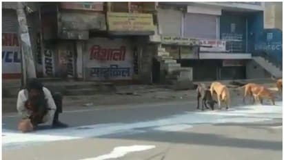 റോഡിൽ മറിഞ്ഞുവീണ് ഒഴുകിപ്പരന്ന പാൽ തെരുവുനായ്ക്കൾക്കൊപ്പം പങ്കിട്ട് ഒരാൾ; കണ്ണു നിറയ്ക്കും ഈ വീഡിയോ