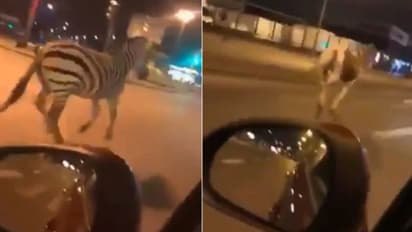 തിരക്കുള്ള റോഡിലൂടെ ഓടിച്ചാടി സീബ്രയും കുതിരകളും; സംഭവിച്ചത് ഇതാണ്...