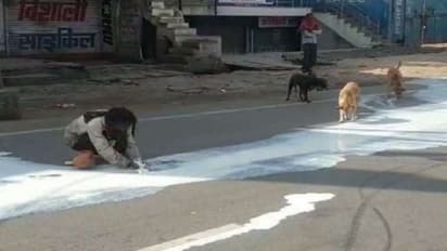 ట్రక్కు బోల్తా: నేలపాలైన పాల కోసం కుక్కలు, వ్యక్తి ఇలా...