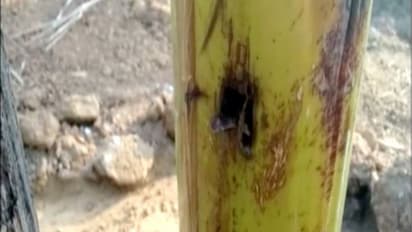 വടക്കാഞ്ചേരിയില്‍ അജ്ഞാതര്‍ വാഴത്തോട്ടം നശിപ്പിച്ചു