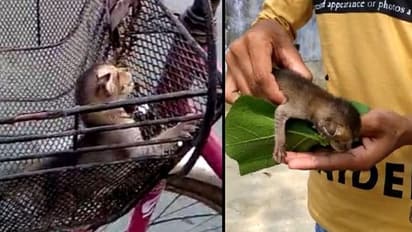 লকডাউনের বাজারে পুরুলিয়ায় উদ্ধার বন্য জন্তুর শাবক, চিতা বাঘের বাচ্চা বলে দাবি