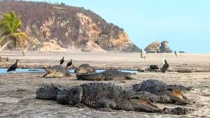 'ഇത് ഞങ്ങളുടെ ഇടം';  ബീച്ചിൽ സഞ്ചാരികൾ ഇല്ലാത്തതിനാൽ തീരം കെെയടക്കി ഒരു കൂട്ടം മുതലകൾ