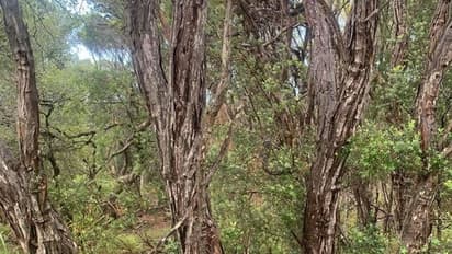 ചിത്രത്തില്‍ മരക്കൊമ്പുകള്‍ക്കിടയില്‍ ഒളിച്ചിരിക്കുന്നയാളെ കണ്ടെത്താമോ?