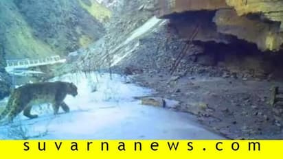 ನಗುತ್ತಿದೆ ನಿಸರ್ಗ: ಗಂಗೆ ಸ್ವಚ್ಛವಾದ ಬೆನ್ನಲ್ಲೇ ಅಪರೂಪದ ಪ್ರಾಣಿ ಪ್ರತ್ಯಕ್ಷ!