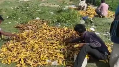 ഇത് ലോക്ക്ഡൗണ്‍ കാലത്തെ ദുരന്തചിത്രം; ചീഞ്ഞ പഴങ്ങള്‍ കൂട്ടിയിട്ട ശ്മശാനപ്പറമ്പില്‍ കുടിയേറ്റത്തൊഴിലാളികള്‍