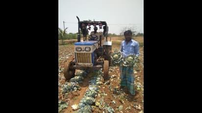 ಕೊರೋನಾದಿಂದ ಅನ್ನದಾತನ ಬದುಕು ಮೂರಾಬಟ್ಟಿ: ಕಟಾವಿಗೆ ಬಂದ ಹೂಕೋಸು ಹರಗಿದ ರೈತ