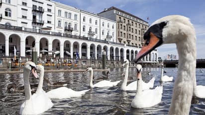 ഹാംബര്‍ഗിന്‍റെ ഐശ്വര്യമായി അരയന്നങ്ങള്‍