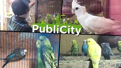 పంజరం శుభ్రం చేస్తుండగా.. చిలుకలు ఎగిరిపోయాయని...