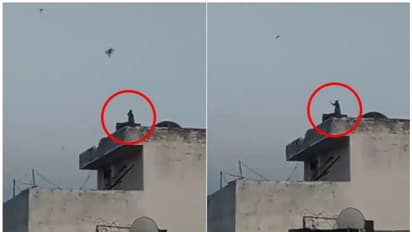 പക്ഷിയോ വിമാനമോ ? പട്ടം പറത്തുന്ന കുരങ്ങ്; വീഡിയോ വൈറല്‍