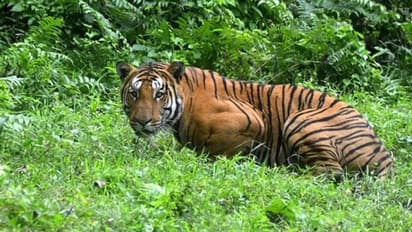 കൊവിഡ് 19 കാലം; ജനങ്ങള് ദാരിദ്ര്യത്തില്, വന്യജീവി വേട്ട വര്ധിക്കുമോ?