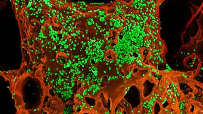 సూర్యాపేటలో కరోనా ఆందోళన: ఈ ఒక్క రోజే 16 కేసులు