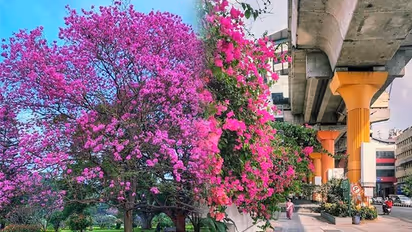 Spring brings back real beauty of Bengaluru: Garden City back on track