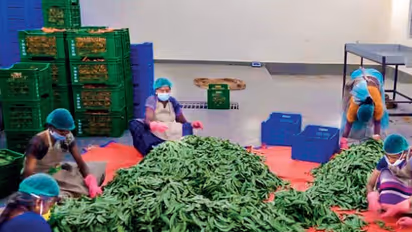 காய்கறி தட்டுப்பாட்டை போக்க களமிறங்கிய அரசு தோட்டக்கலை துறை..!! விதவிதமாக காய்களை பெற்று மகிழும் மக்கள்..!!