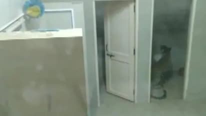 ആശുപത്രിക്കകത്ത് പുലി; ജീവനക്കാര്‍ കണ്ടത് രക്ഷയായി