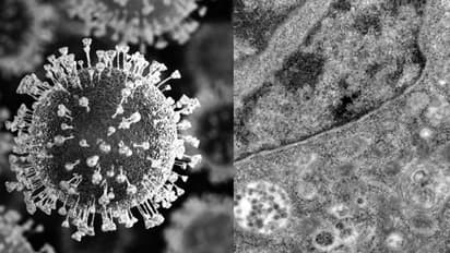 കൊറോണ വെെറസ് ജീവനുള്ള കോശത്തെ ആക്രമിക്കുന്ന ദൃശ്യങ്ങൾ പകർത്തി ​ഗവേഷകർ