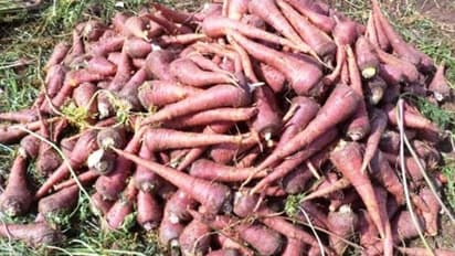 മധുവന് ഗാജര്- പുതിയ ഇനം കാരറ്റ്, കാരറ്റിലെ കേമന്, ചിപ്സും ജ്യൂസും അച്ചാറും നിര്മിക്കാം