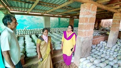 ಫೇಸ್‌ಬುಕ್ ನೋಡಿ 14 ಸಾವಿರ ಕೆಜಿ ಕುಂಬಳ ಖರೀದಿಗೆ ಮುಂದಾದ ಸರ್ಕಾರ