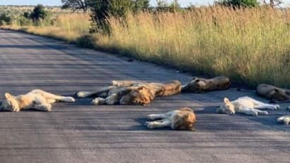 కరోనా లాక్ డౌన్.. రోడ్డుపై సింహాల నిద్ర