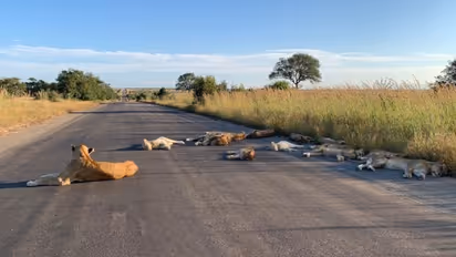 Coronavirus lockdown: Lions sleep on road in South Africa (Photos)