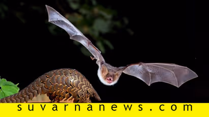 ಮಾಡಿದ್ದುಣ್ಣೋ ಮಹರಾಯ ಎಂದು ನಗುತ್ತಿವೆಯಾ ಚಿಪ್ಪು ಹಂದಿಗಳು?