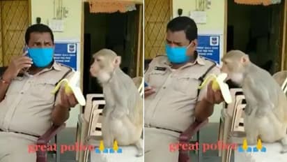 ഇരുകൈകളും ഇല്ലാത്ത കുരങ്ങന് പഴം കൊടുക്കുന്ന പൊലീസ് ഉദ്യോഗസ്ഥന്‍; വീഡിയോ