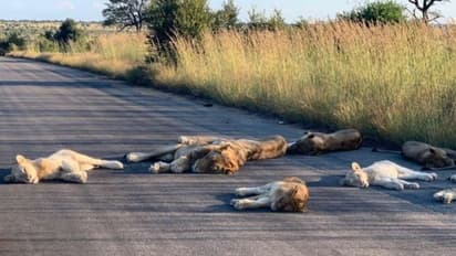 ആരുടെയും ശല്യമില്ലാതെ നടുറോഡില് ഉറങ്ങുന്ന സിംഹങ്ങള് !