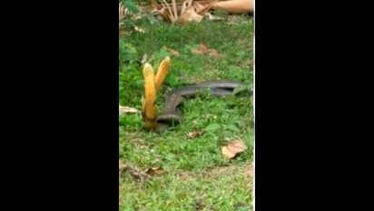 ಮಾಳ​ದಲ್ಲಿ ಕಾಳಿಂಗ ಮೈಥುನ, ಇಲ್ಲಿವೆ ಫೋಟೋಸ್