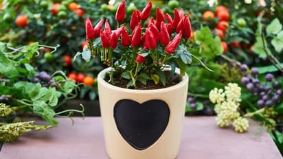 'മടി പിടിച്ചിരിക്കാതെ പച്ചക്കറികളും ചെടികളും വളര്ത്തൂ, ലോക്ക്ഡൗണ് കാലം ഇങ്ങനെയാവട്ടെ' ; ഇവർ പറയുന്നു